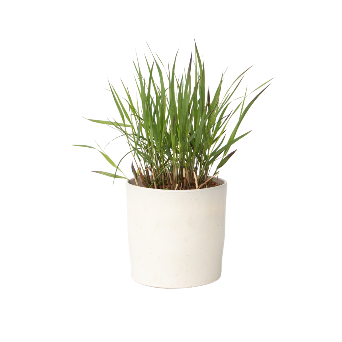 Herbe aux doigts - Panicum Virgatum 'Squaw' - Hauteur 40-60cm - ⌀23cm