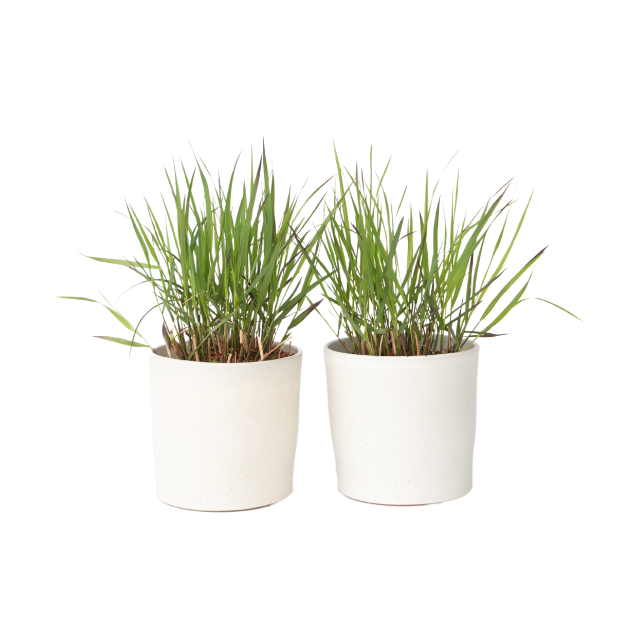 Switchgrass - 2 pieces - Panicum Virgatum 'Squaw' - Height 40-60cm - ⌀23cm