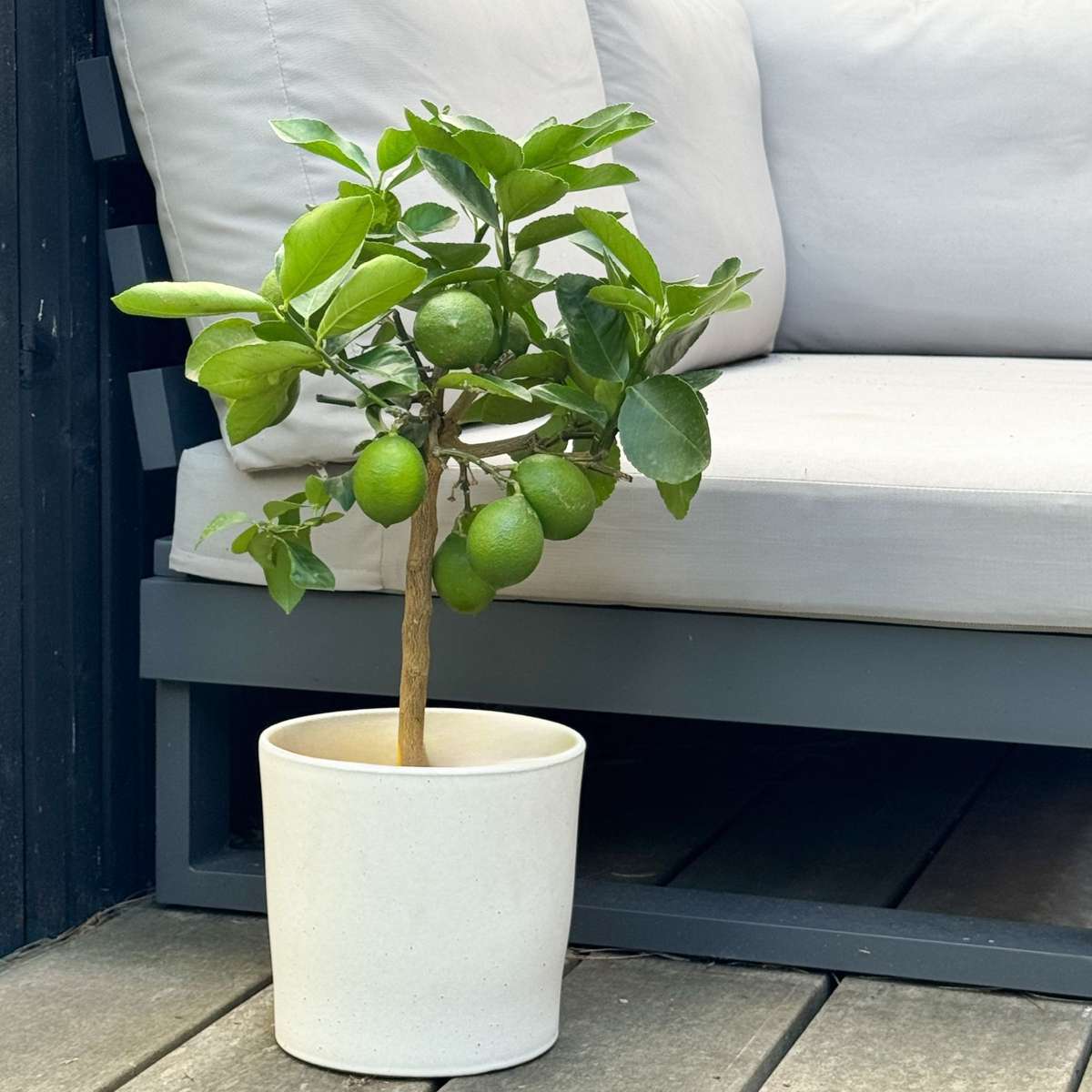 Citronnier - Citrus limon - Hauteur 60-70cm - ⌀19cm