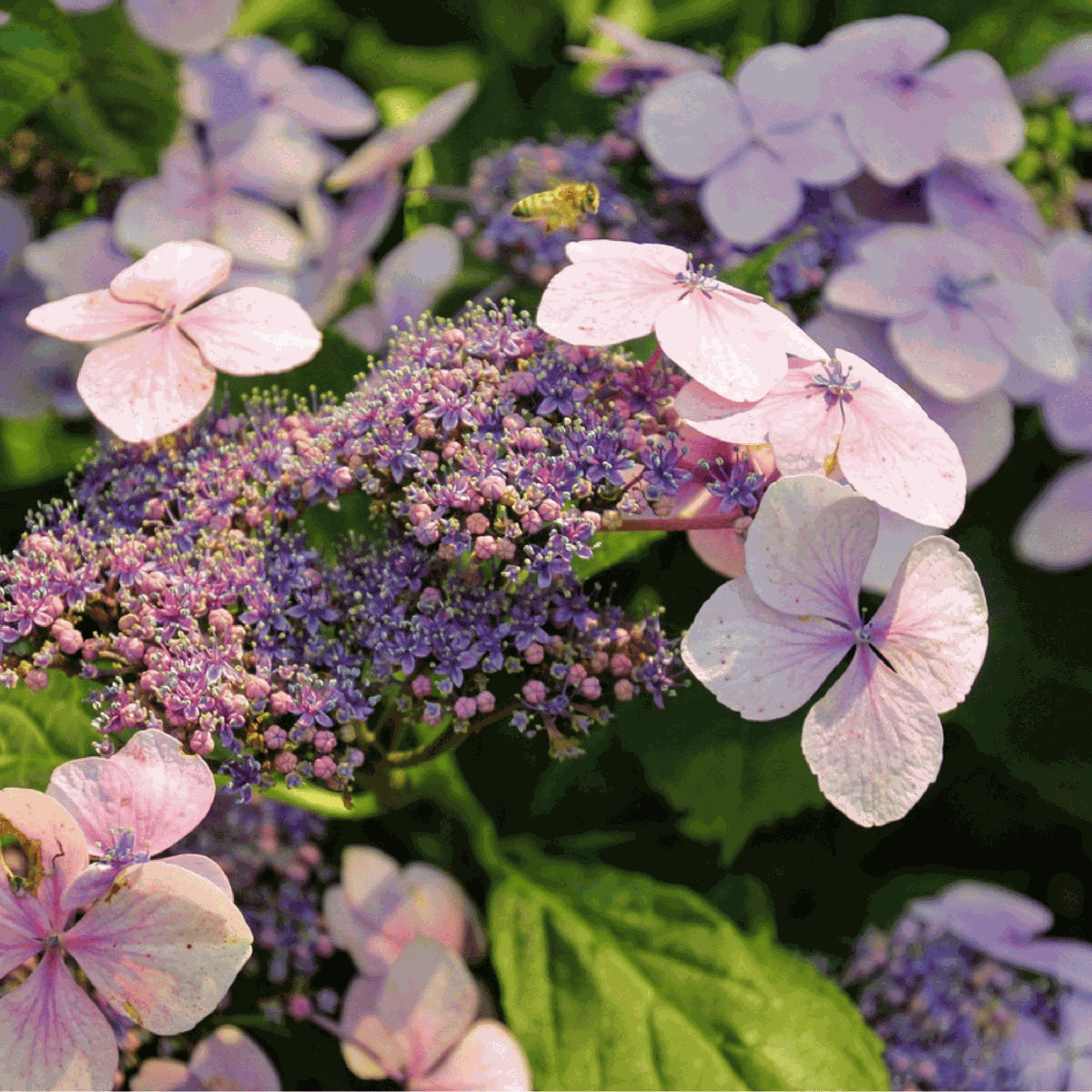 Hortensia - Hydrangea serrata 'Magic Pillow' - Hauteur 25-40cm - ⌀19cm