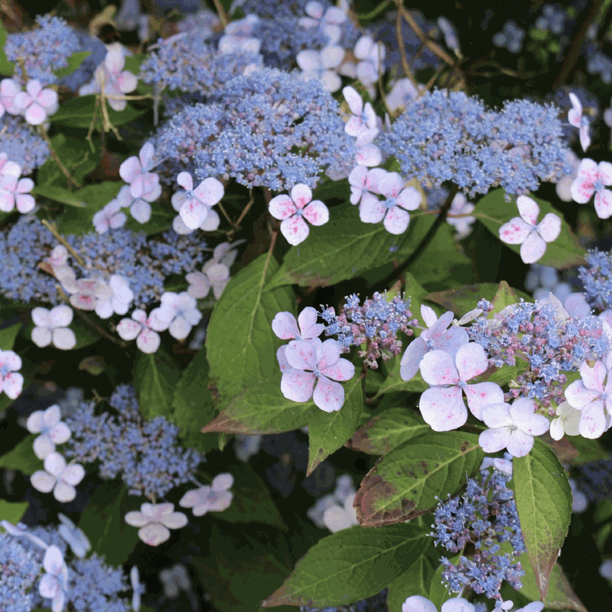 Hortensia - Hydrangea serrata 'Magic Pillow' - Hauteur 25-40cm - ⌀19cm