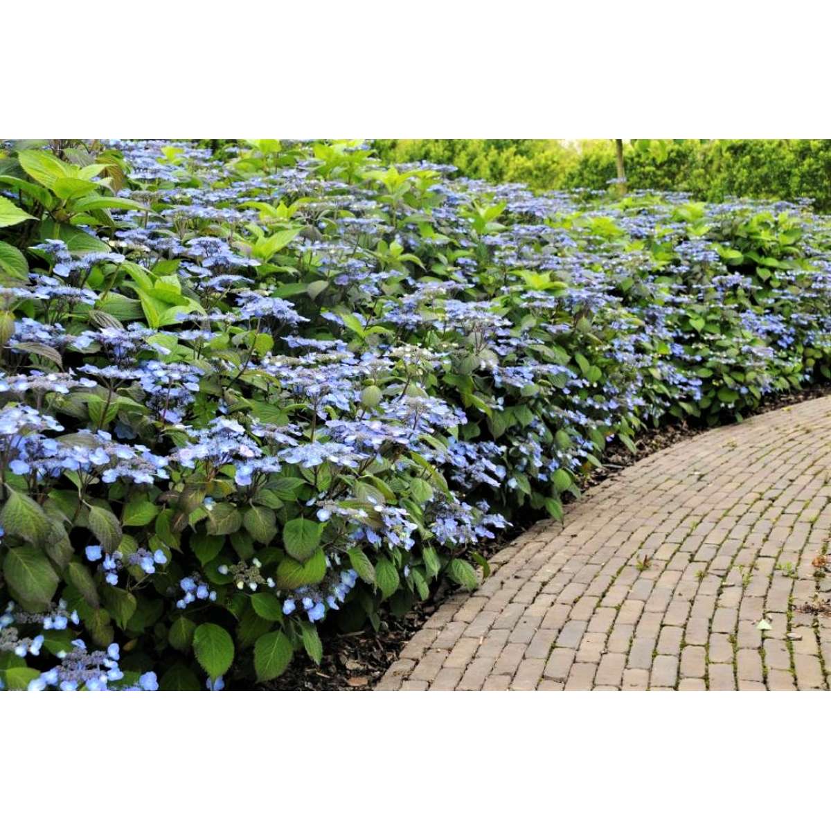 Hortensia - Set de 2 - Hydrangea serrata 'Magic Pillow' - H25-40cm - ⌀19cm