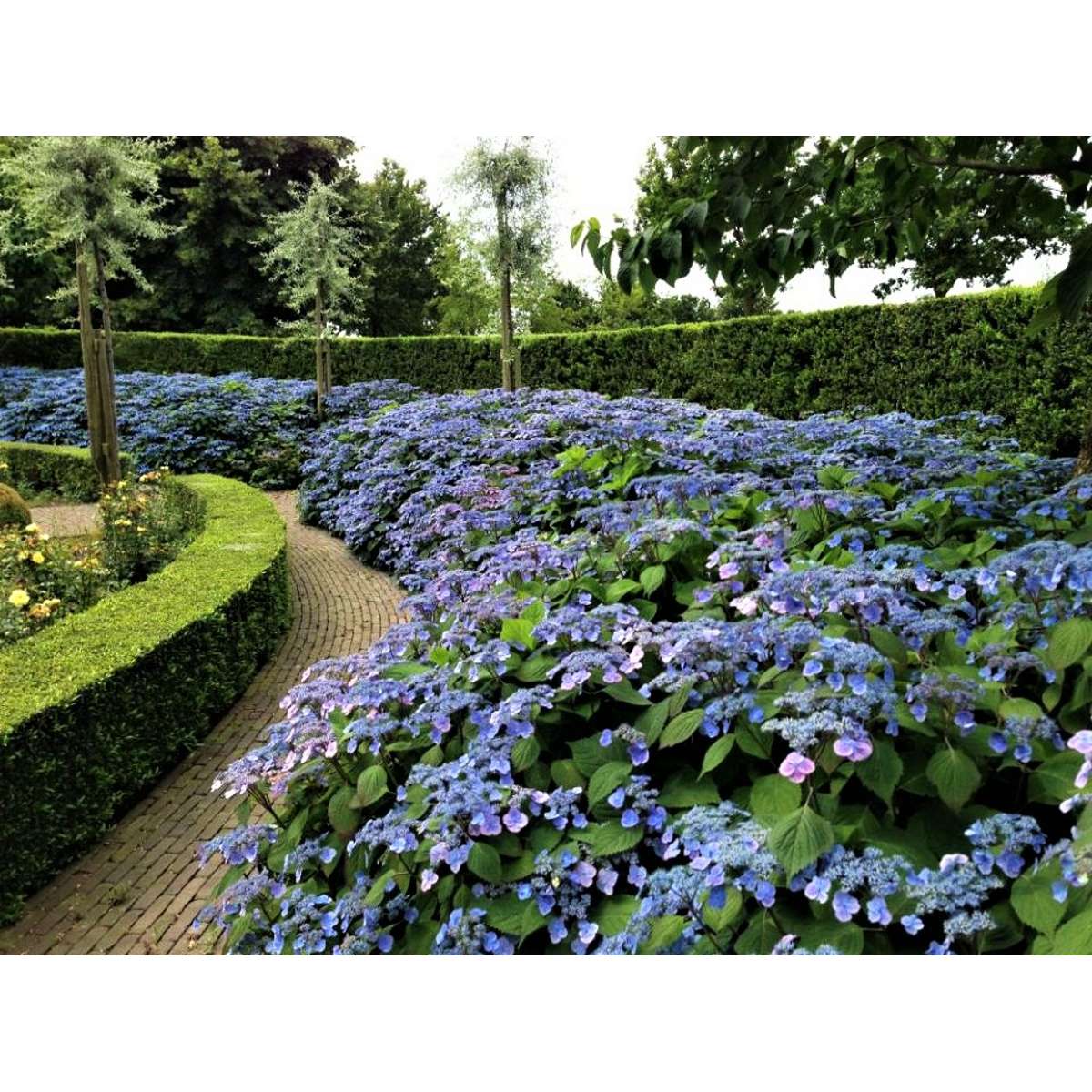 Hortensia - Set de 2 - Hydrangea serrata 'Magic Pillow' - H25-40cm - ⌀19cm