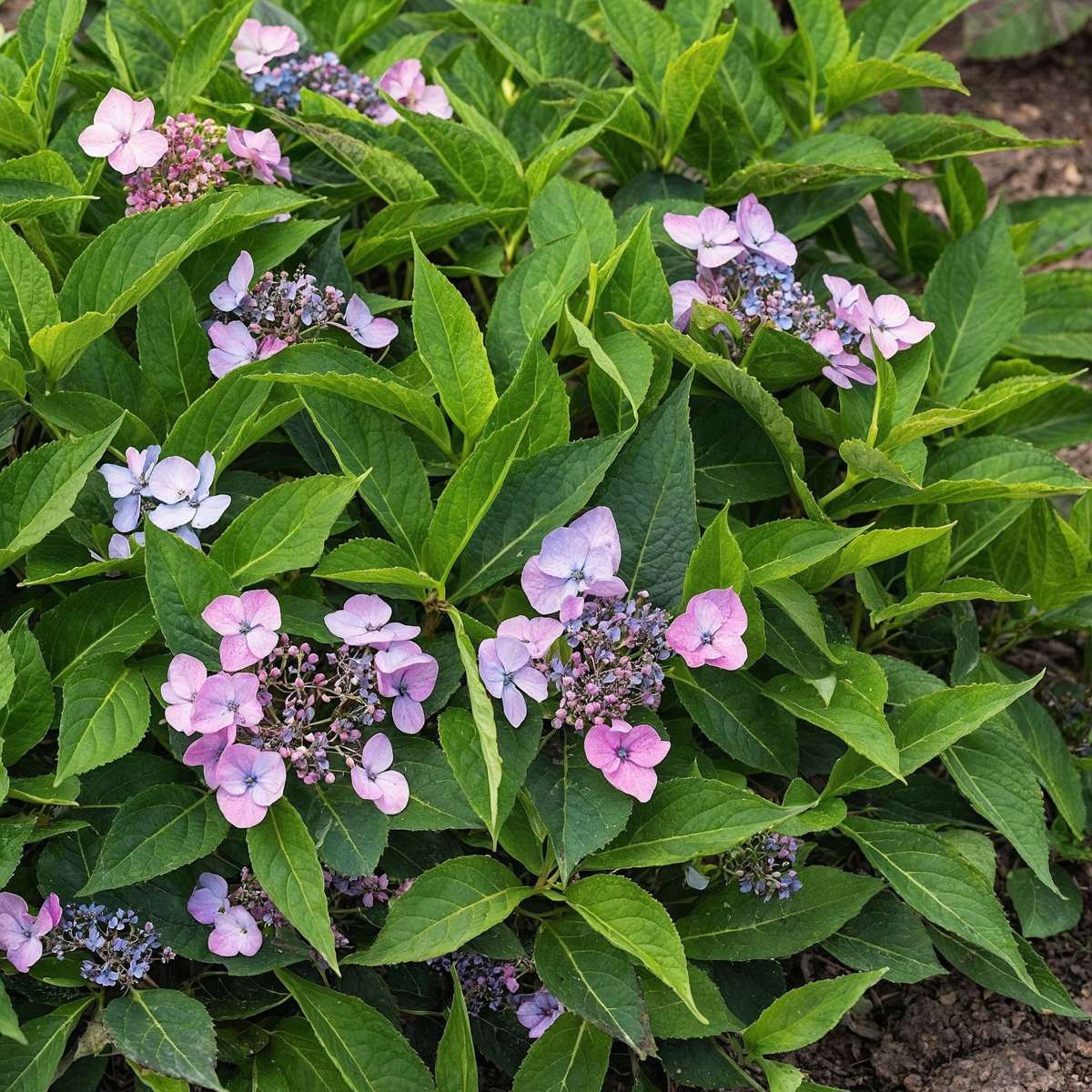 Hortensia - Set de 2 - Hydrangea serrata 'Magic Pillow' - H25-40cm - ⌀19cm