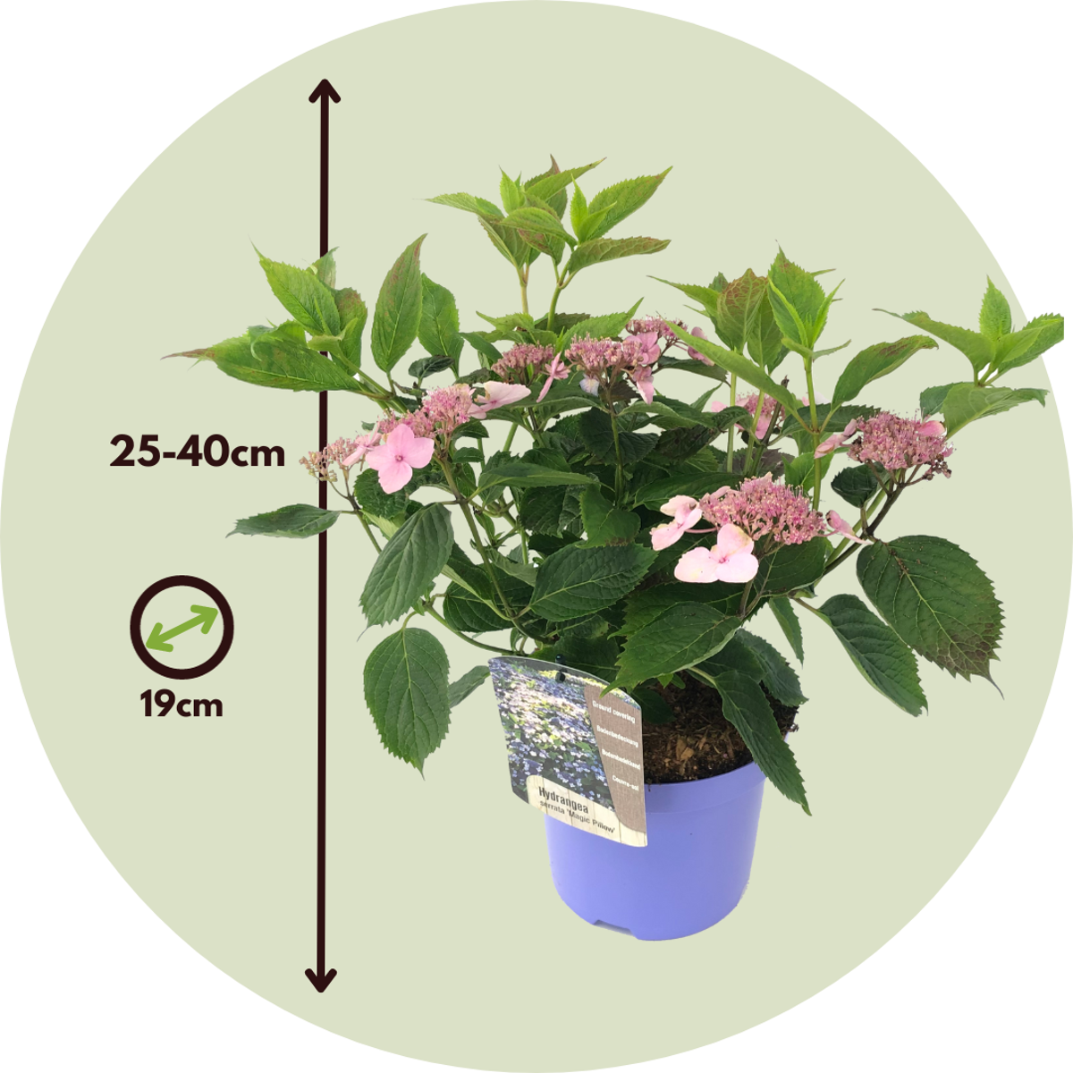 Hortensia - Set de 2 - Hydrangea serrata 'Magic Pillow' - H25-40cm - ⌀19cm
