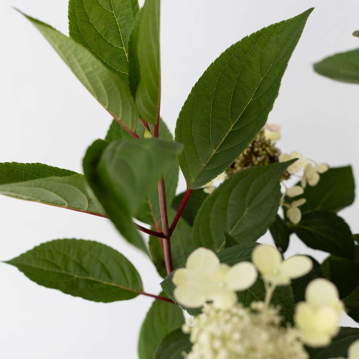 Hortensia - Hydrangea paniculata 'Early Harry' - Hauteur 25-40cm - ⌀19cm