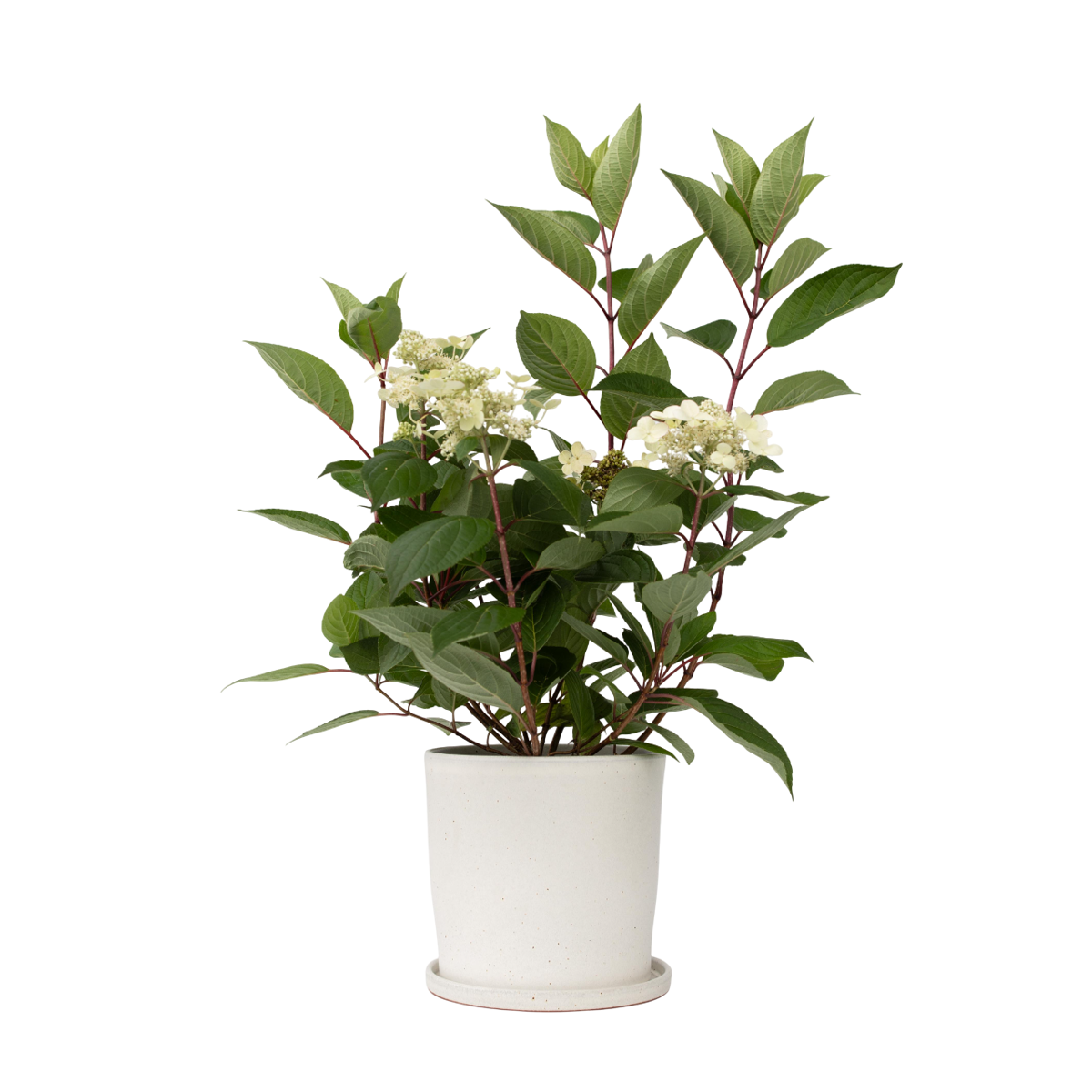 Hortensia - Hydrangea paniculata 'Early Harry' - Hauteur 25-40cm - ⌀19cm