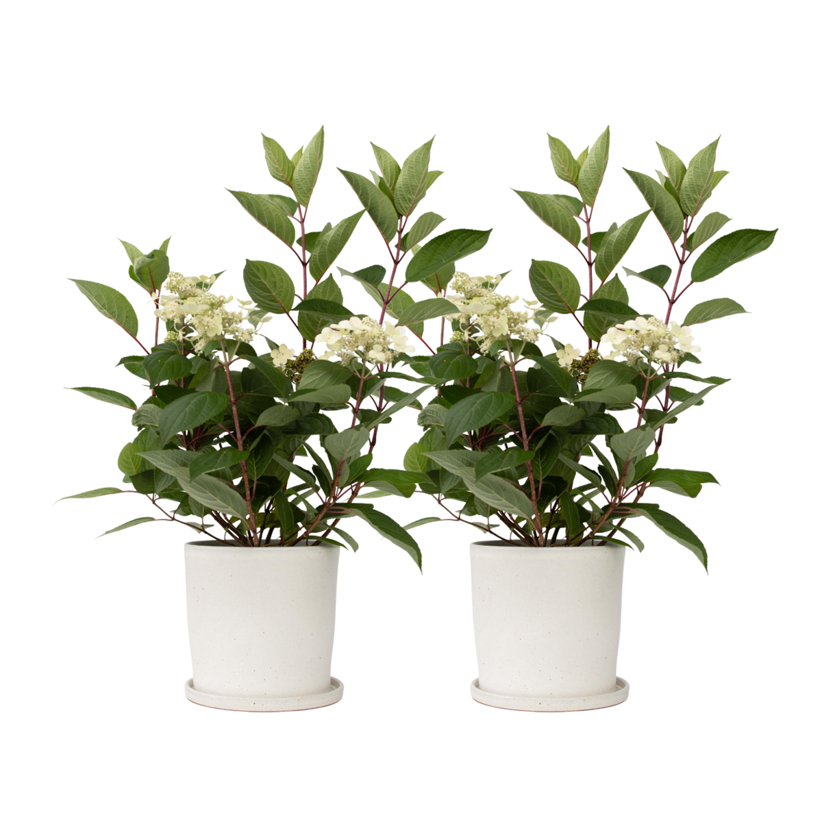 Hortensia - Set de 2 - Hydrangea paniculata 'Early Harry' - H25-40cm - ⌀19cm