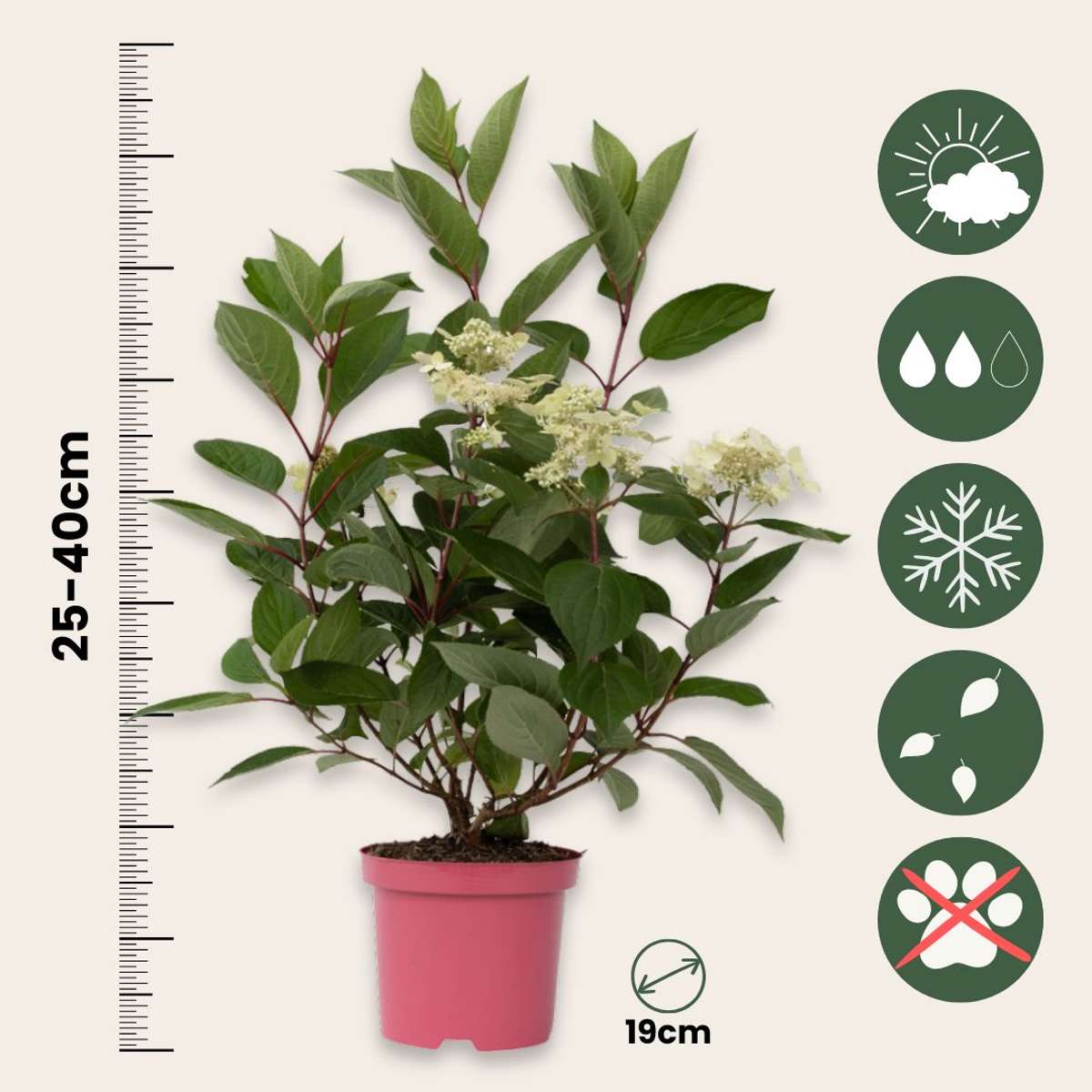 Hortensia - Set de 2 - Hydrangea paniculata 'Early Harry' - H25-40cm - ⌀19cm