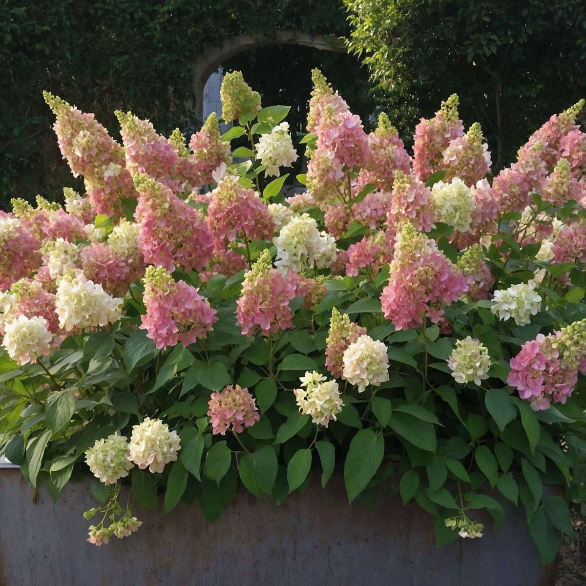 Hortensia - Set de 2 - Hydrangea paniculata 'Candlelight' - H25-40cm - ⌀19cm