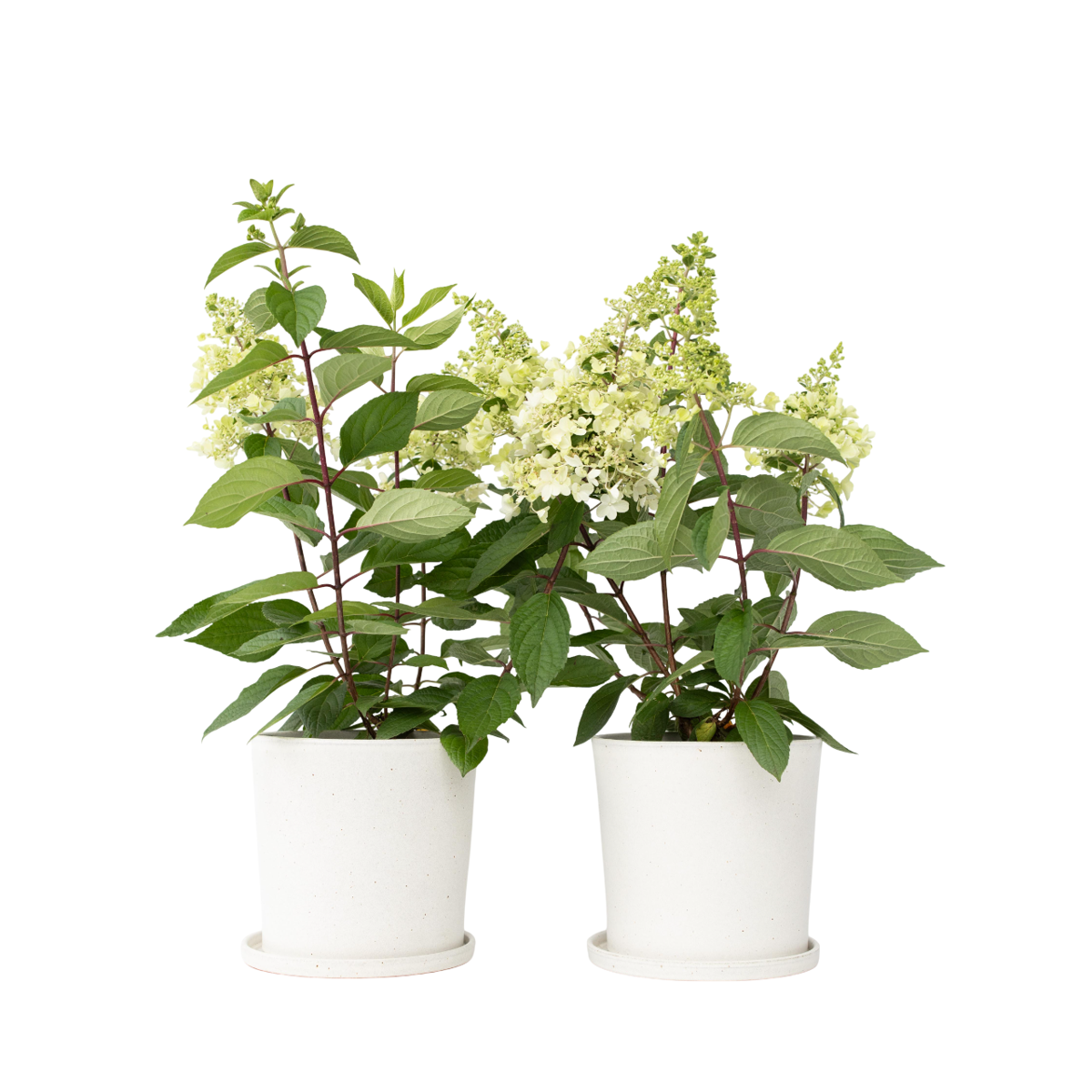 Hortensia - Set de 2 - Hydrangea paniculata 'Candlelight' - H25-40cm - ⌀19cm
