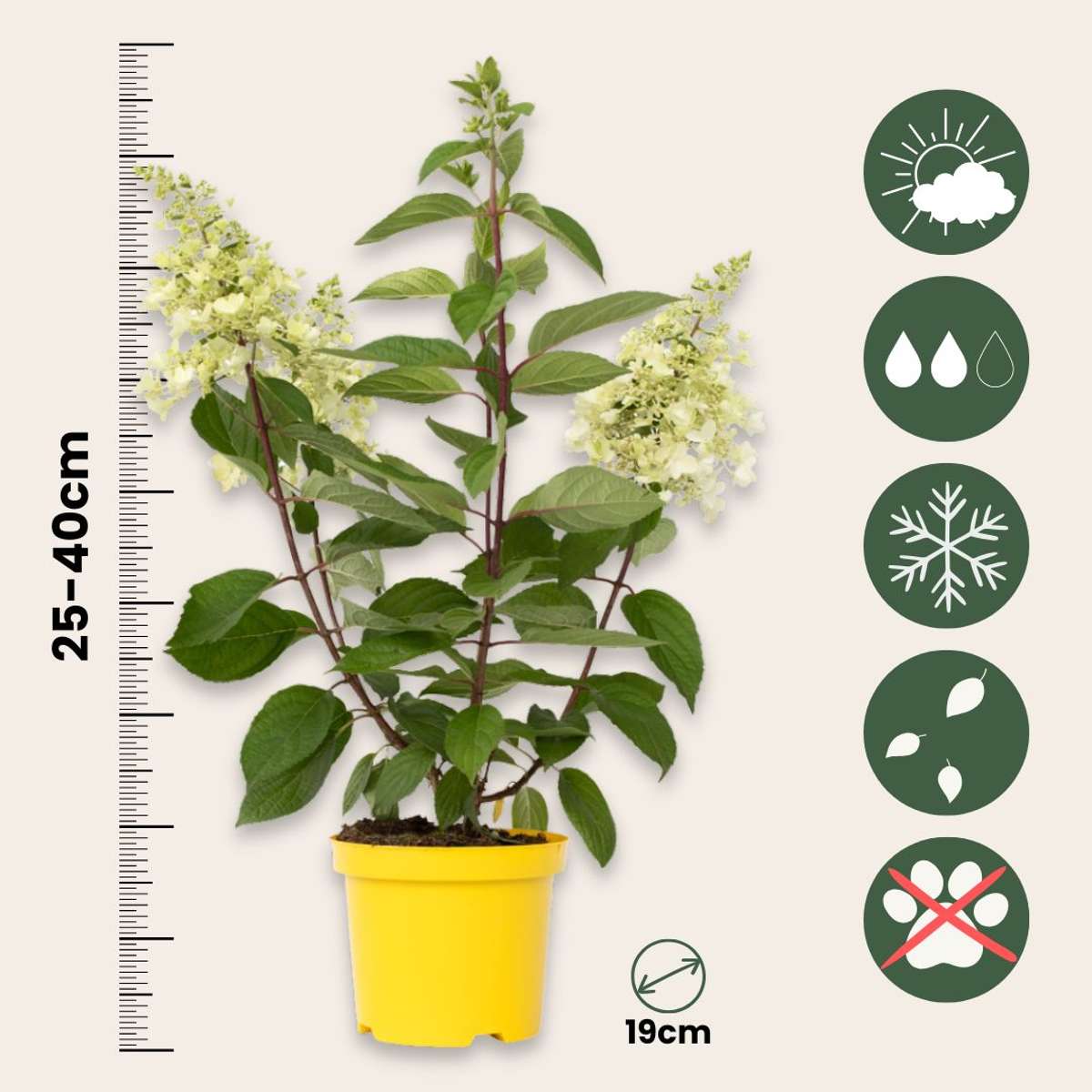 Hortensia - Set de 2 - Hydrangea paniculata 'Candlelight' - H25-40cm - ⌀19cm