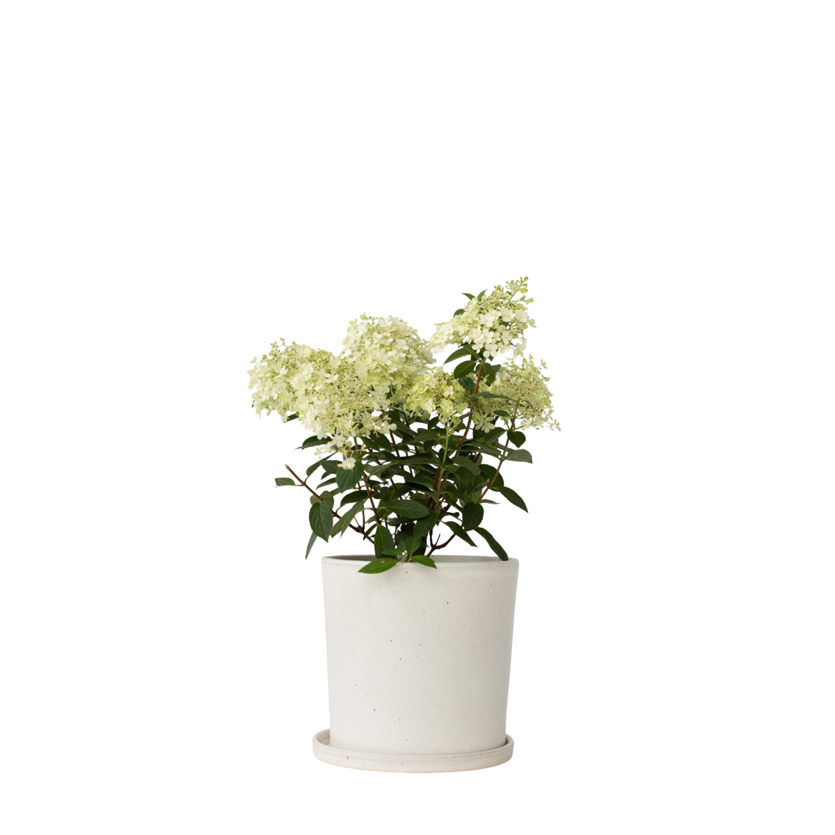 Hortensia - Hydrangea paniculata 'Bobo' - Hauteur 25-40cm - ⌀19cm