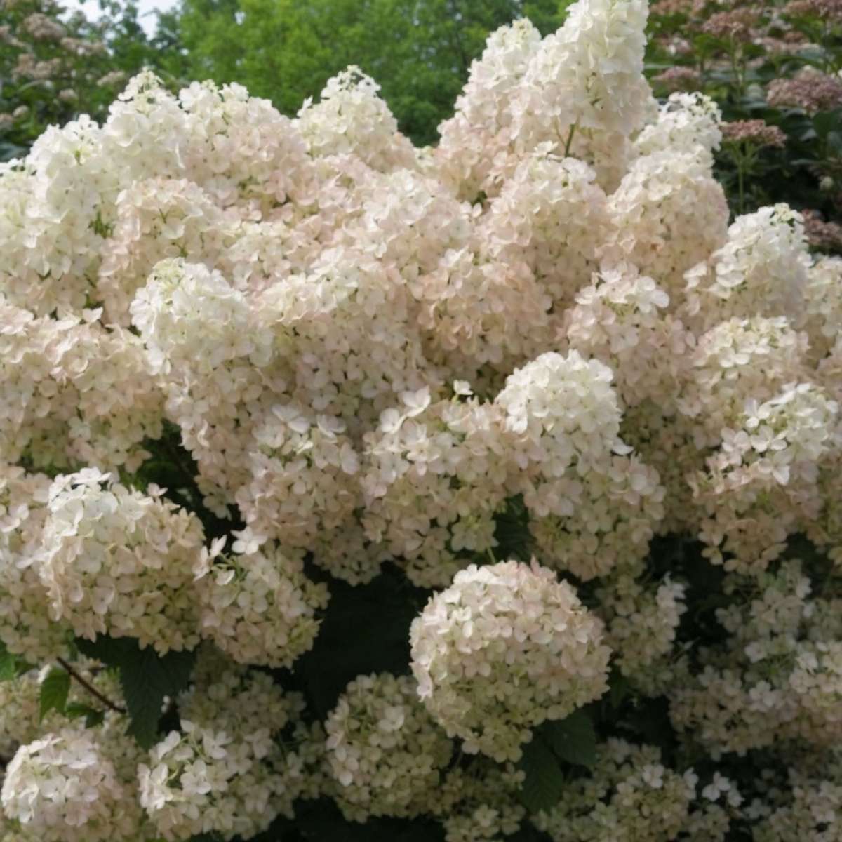 Hortensia - Set de 2 - Hydrangea paniculata 'Bobo' - Hauteur 25-40cm - ⌀19cm - TD Plantz