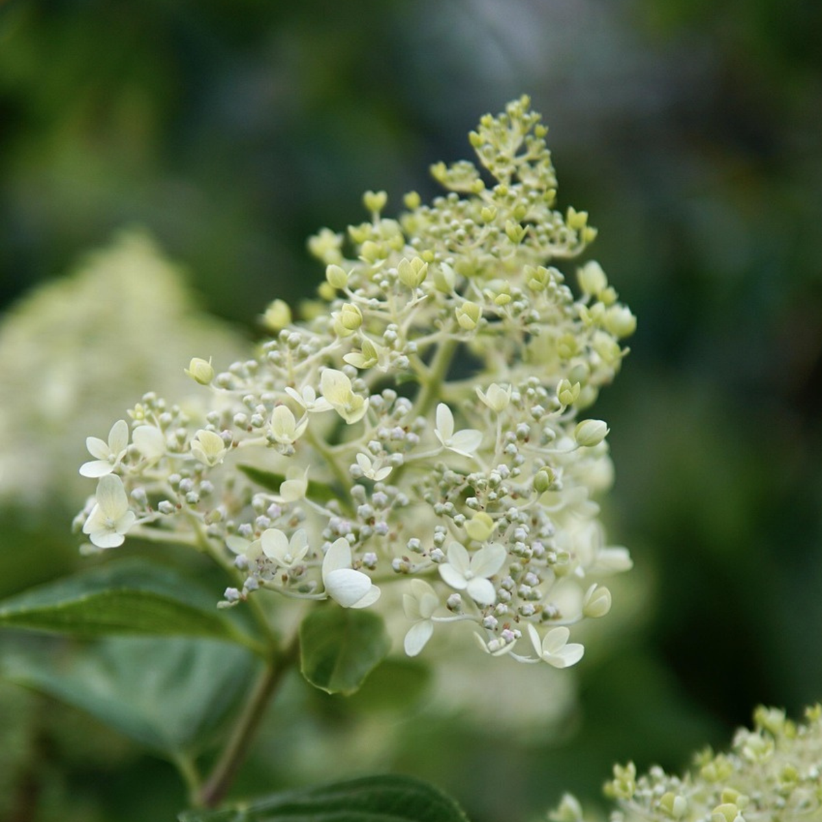 Hortensia - Set de 2 - Hydrangea paniculata 'Bobo' - Hauteur 25-40cm - ⌀19cm - TD Plantz