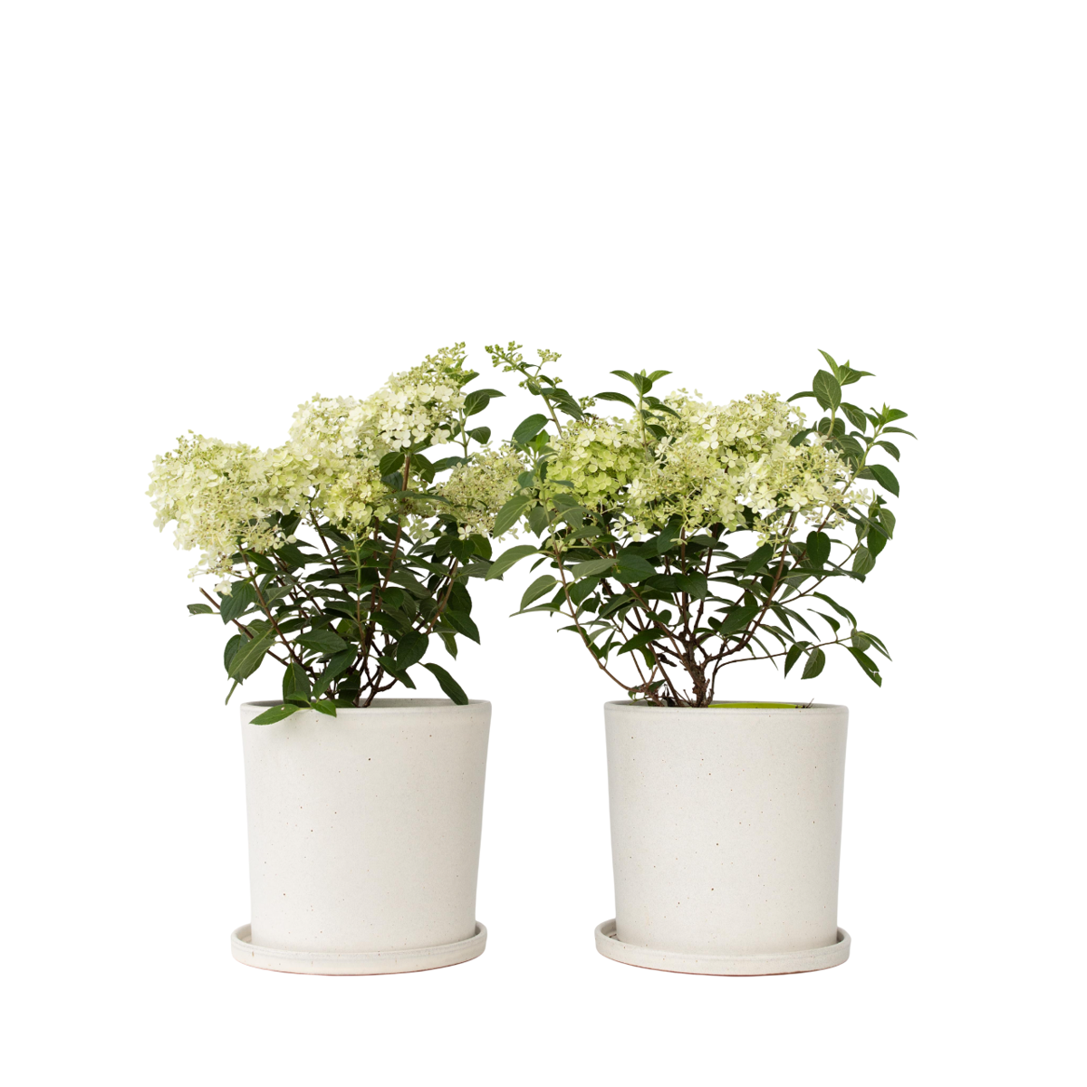 Hortensia - Set de 2 - Hydrangea paniculata 'Bobo' - Hauteur 25-40cm - ⌀19cm - TD Plantz