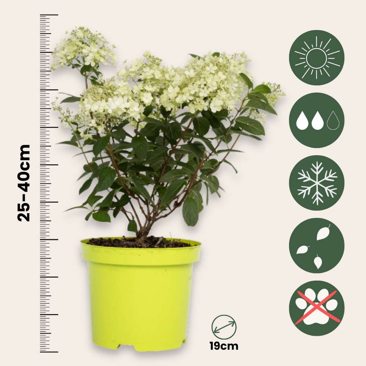 Hortensia - Set de 2 - Hydrangea paniculata 'Bobo' - Hauteur 25-40cm - ⌀19cm - TD Plantz