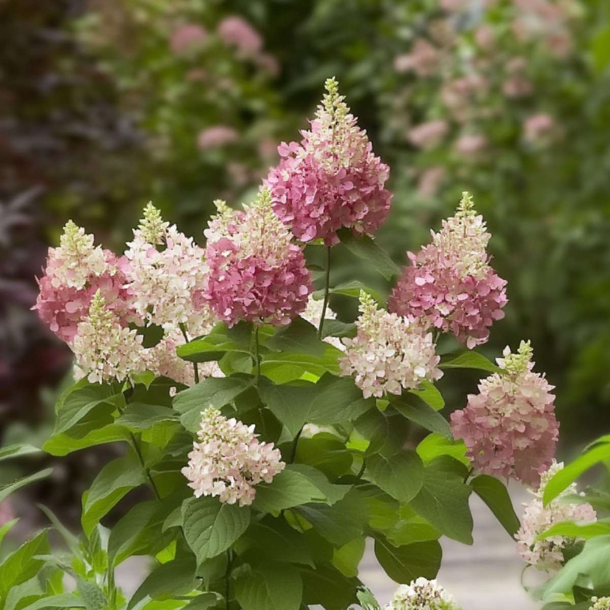 Hortensia - Hydrangea paniculata 'Pinky Winky' - Hauteur 25-40cm - ⌀19cm