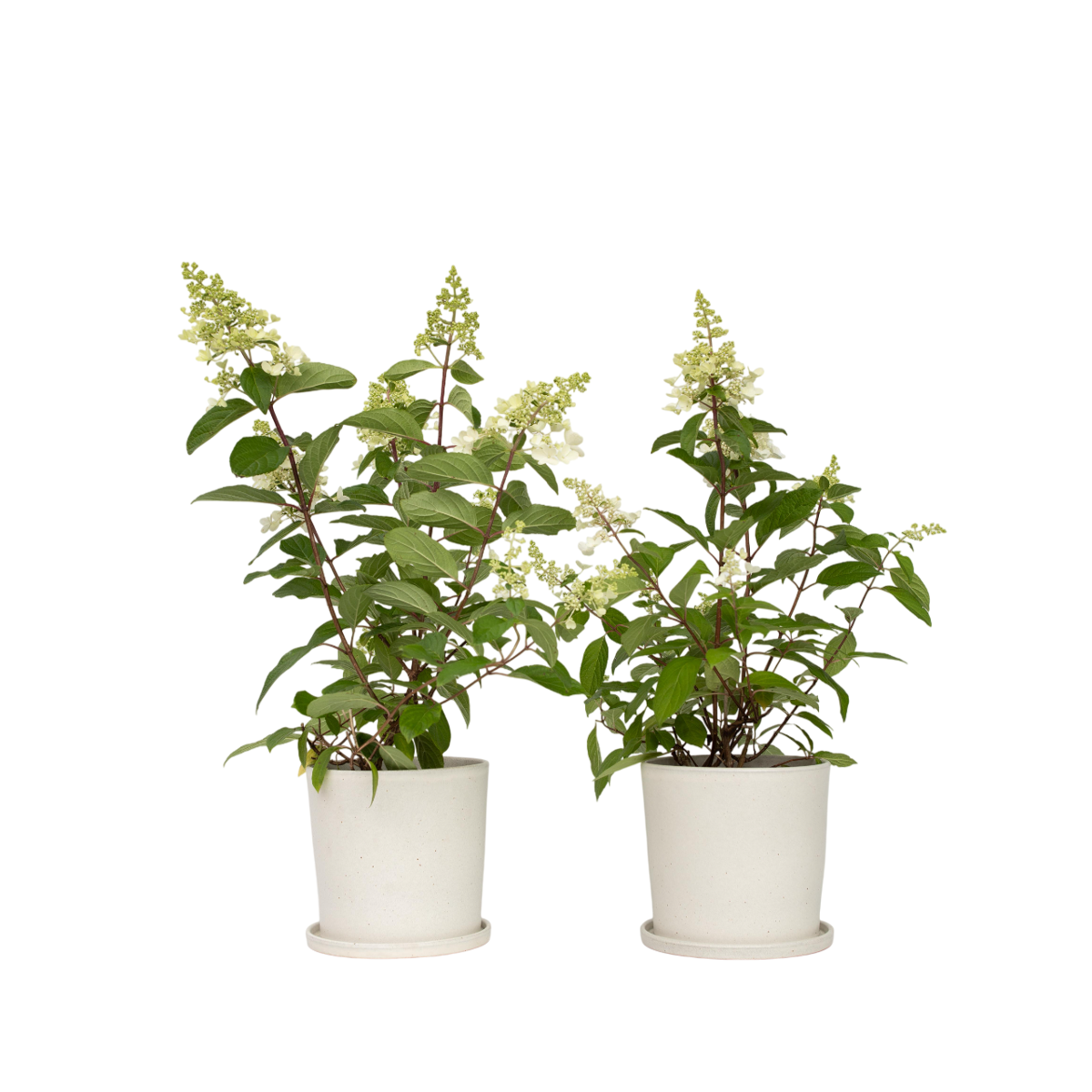 Hortensia - Set de 2 - Hydrangea paniculata 'Pinky Winky' - H25-40cm - ⌀19cm