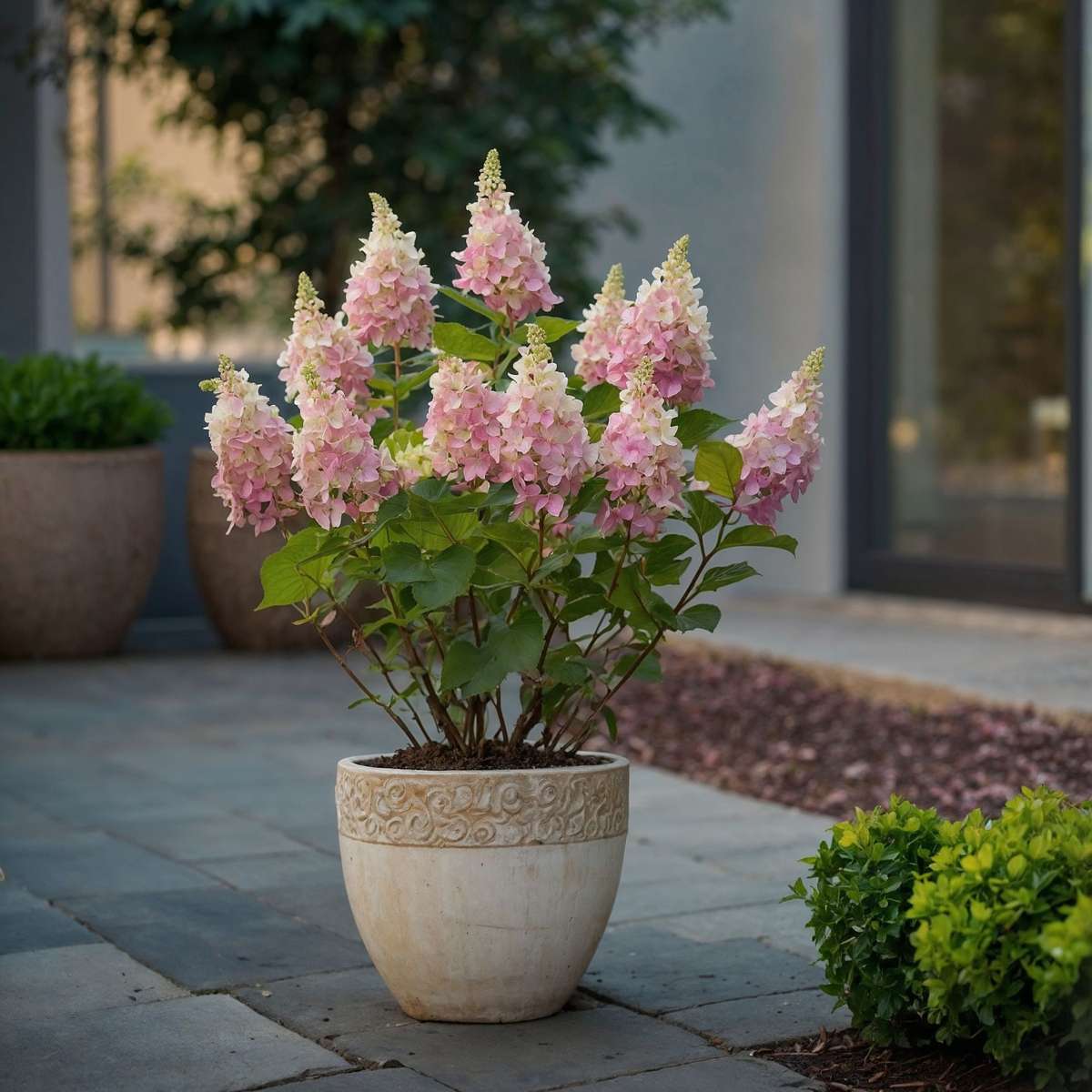 Hortensia - Set de 4 - Hydrangea paniculata 'Pinky Winky' - H25-40cm - ⌀19cm