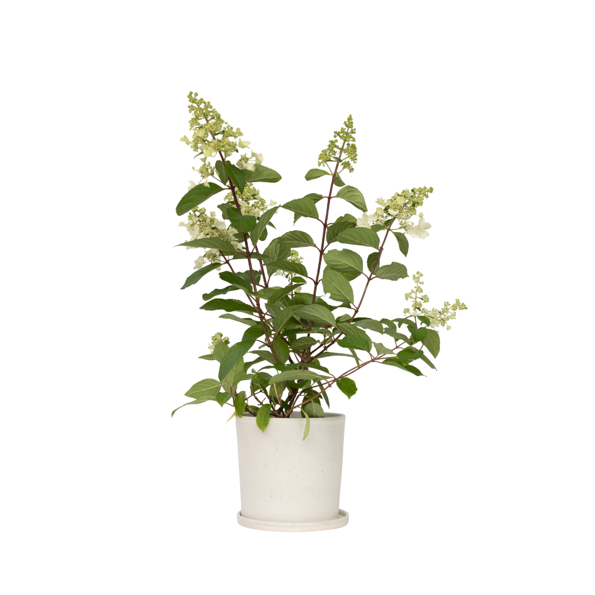 Hortensia - Set de 4 - Hydrangea paniculata 'Pinky Winky' - H25-40cm - ⌀19cm