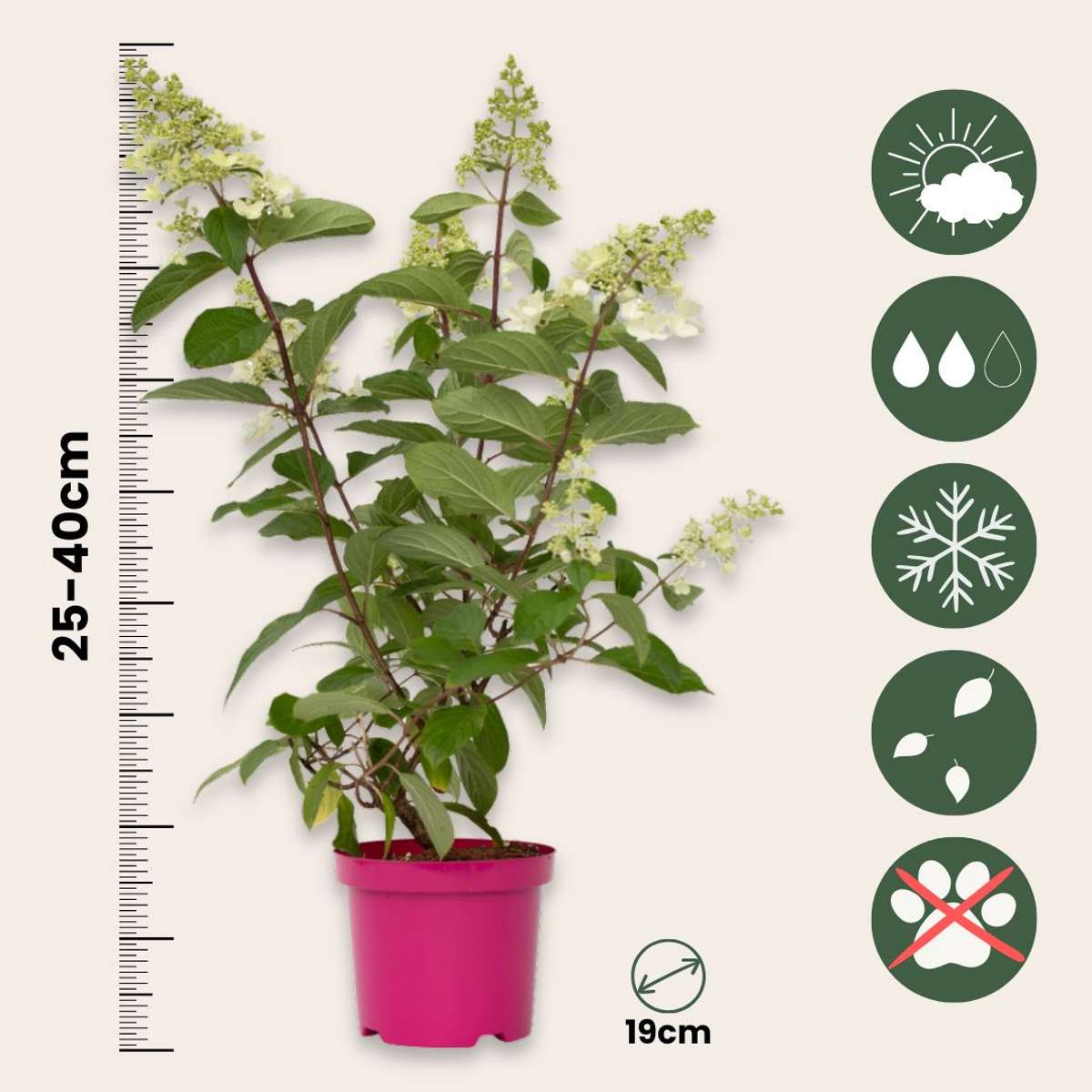 Hortensia - Set de 4 - Hydrangea paniculata 'Pinky Winky' - H25-40cm - ⌀19cm
