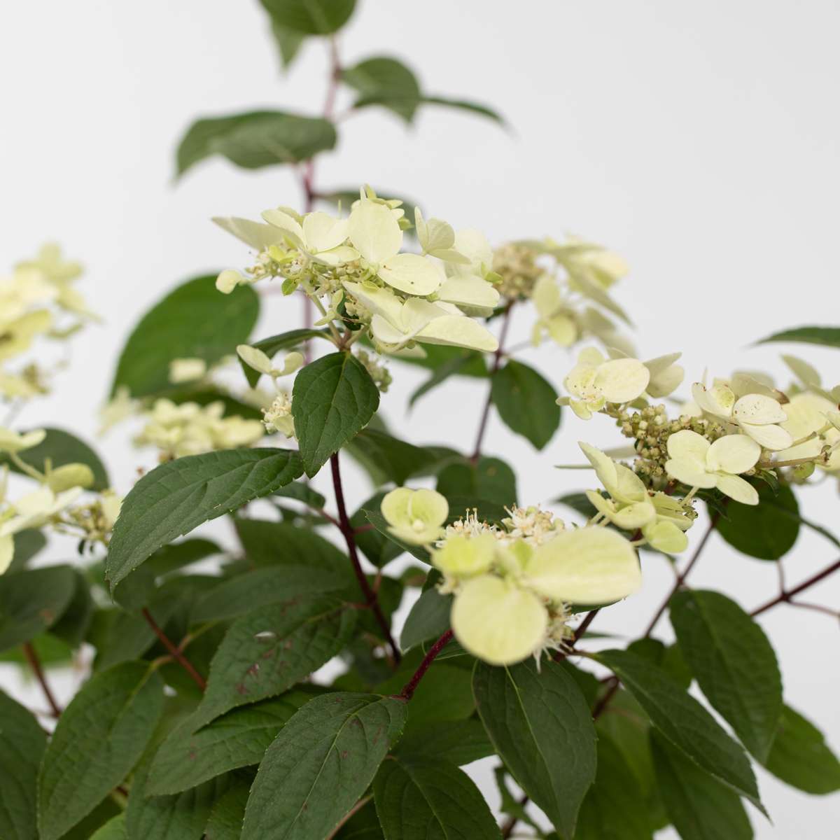 Hortensia - Hydrangea paniculata 'Wim's Red' - Hauteur 25-40cm - ⌀19cm