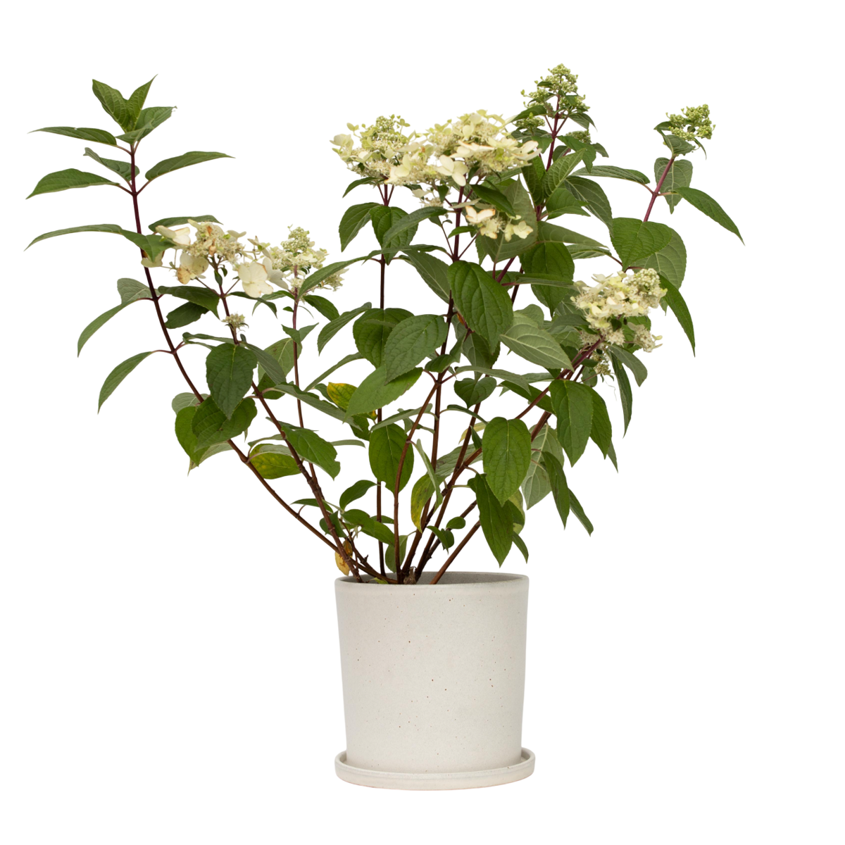 Hortensia - Hydrangea paniculata 'Wim's Red' - Hauteur 25-40cm - ⌀19cm