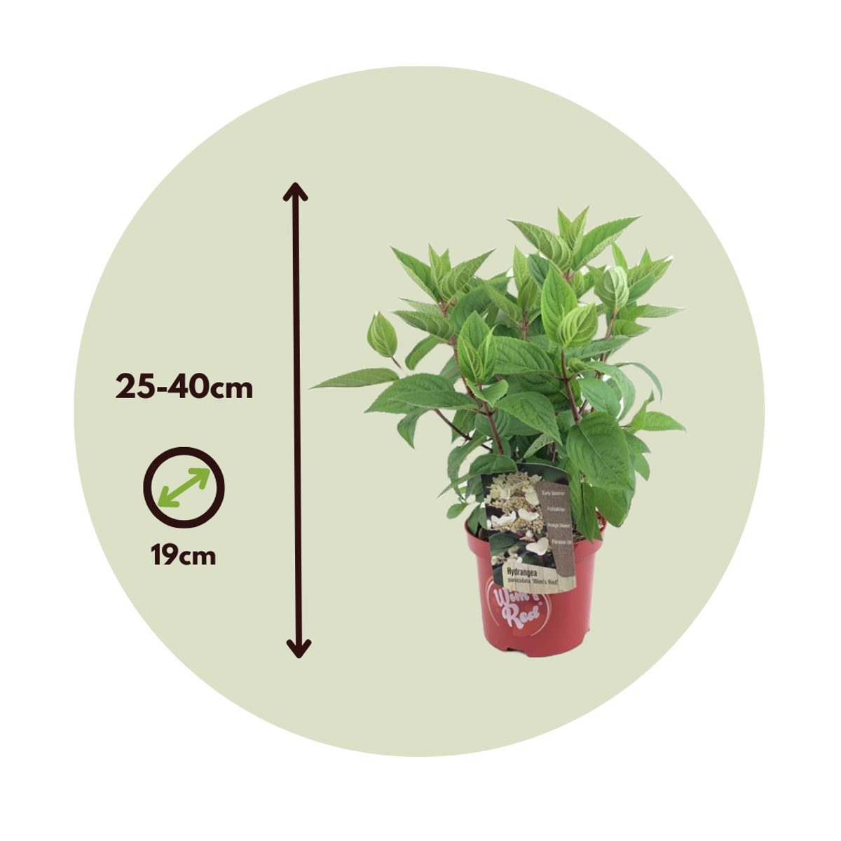 Hortensia - 2 pcs. - Hydrangea paniculata 'Wim's Red' - Height 25-40cm - ⌀19cm