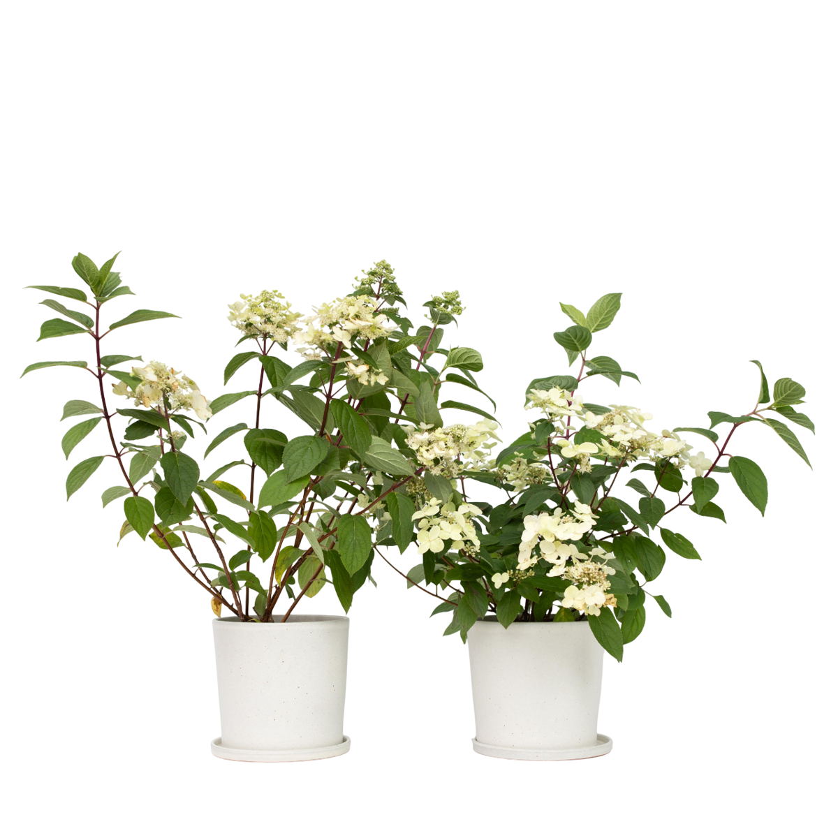 Hortensia - 2 pcs. - Hydrangea paniculata 'Wim's Red' - Height 25-40cm - ⌀19cm