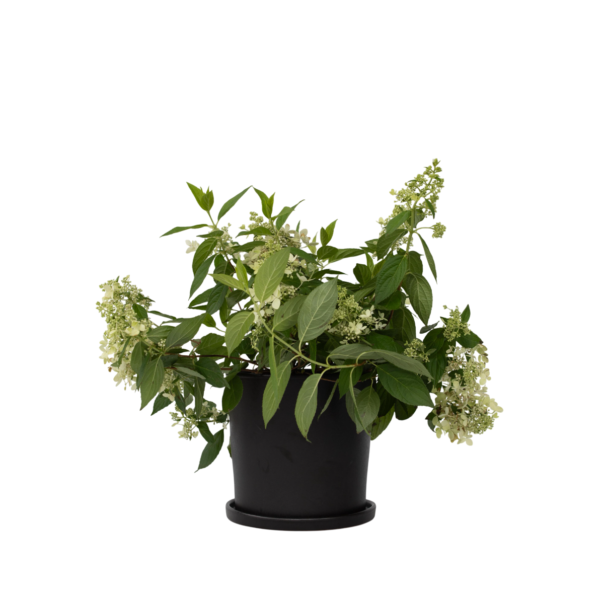 Hortensia - Hydrangea paniculata 'Confetti' - Height 25-40cm - ⌀19cm