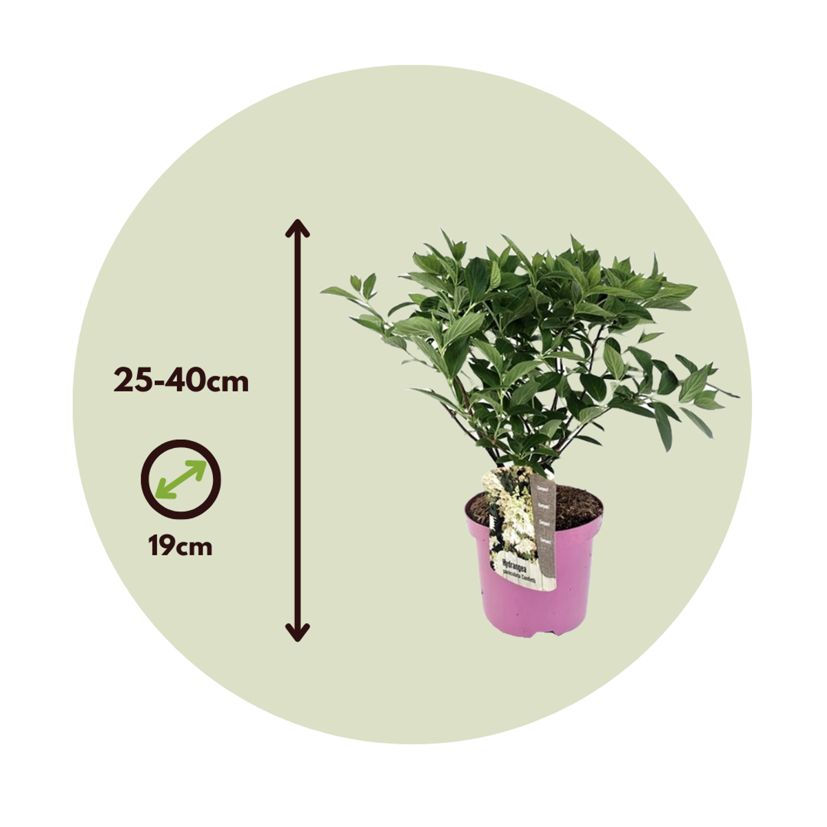 Hortensia - Hydrangea paniculata 'Confetti' - Height 25-40cm - ⌀19cm