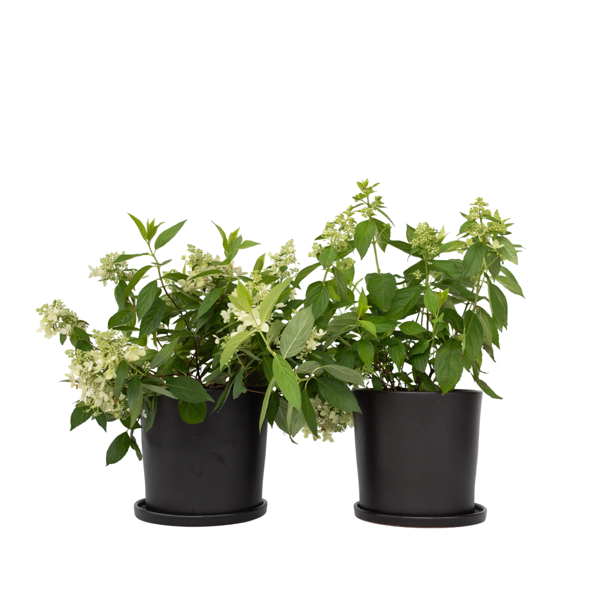 Hortensia - Set de 2 - Hydrangea paniculata 'Confetti' - Hauteur 25-40cm - ⌀19cm