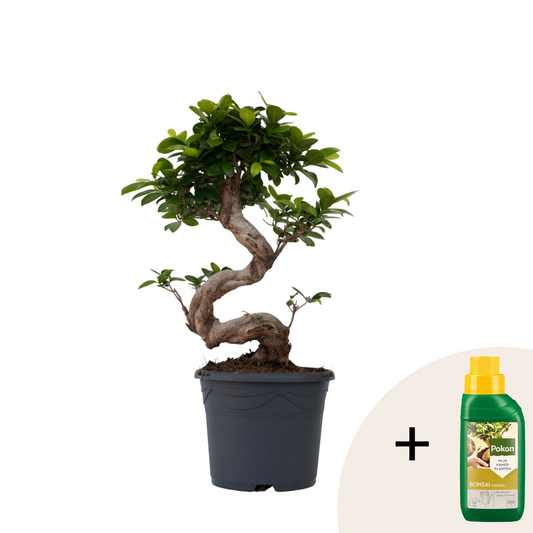 Bonsaï - Ficus microcarpa 'ginseng' - Hauteur 55-65cm - ⌀20cm