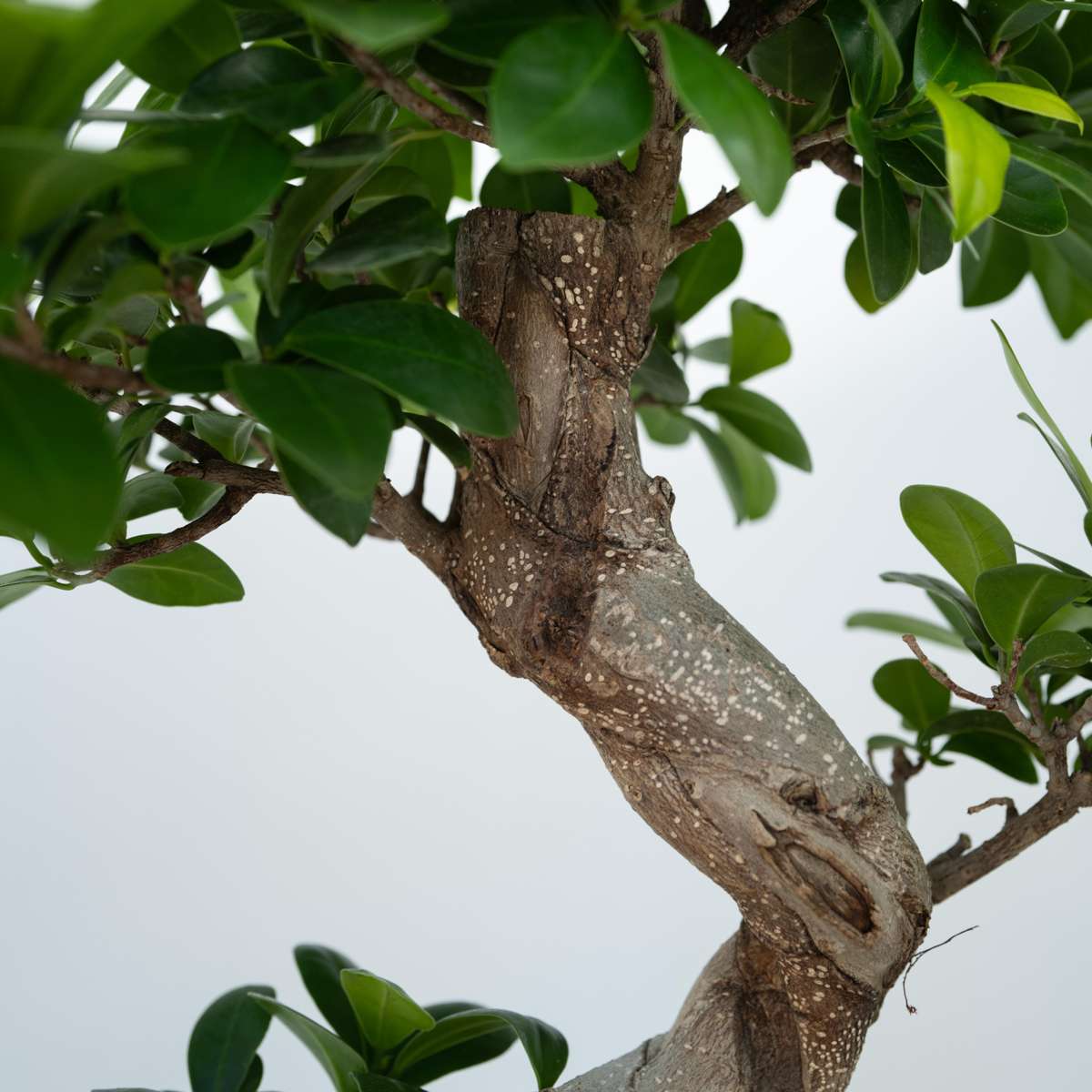 Curtain Fig - Ficus microcarpa 'ginseng' - Height 55-65cm - ⌀20cm