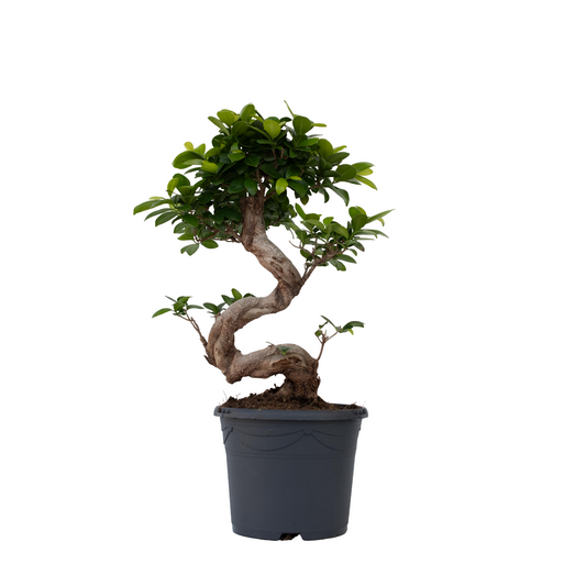 Curtain Fig - Ficus microcarpa 'ginseng' - Height 55-65cm - ⌀20cm
