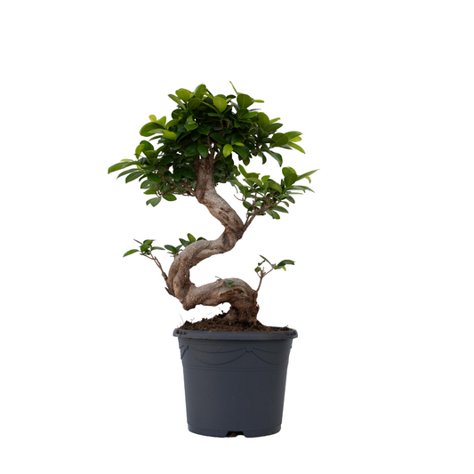 Bonsaï - Set de 2 - Ficus microcarpa 'ginseng' - Hauteur 55-65cm - ⌀20cm