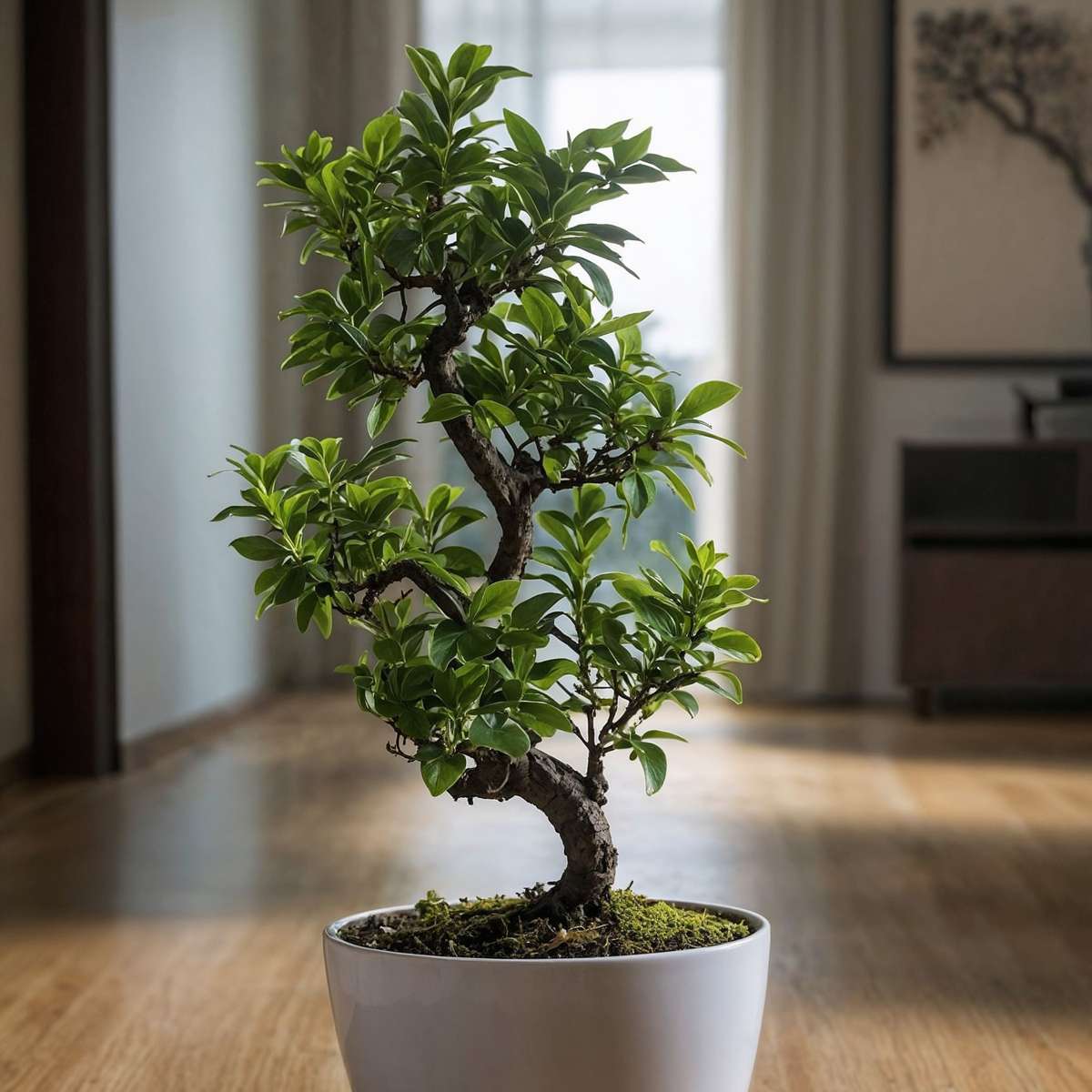 Bonsaï - Ficus microcarpa 'ginseng' - Hauteur 60-70cm - ⌀22cm