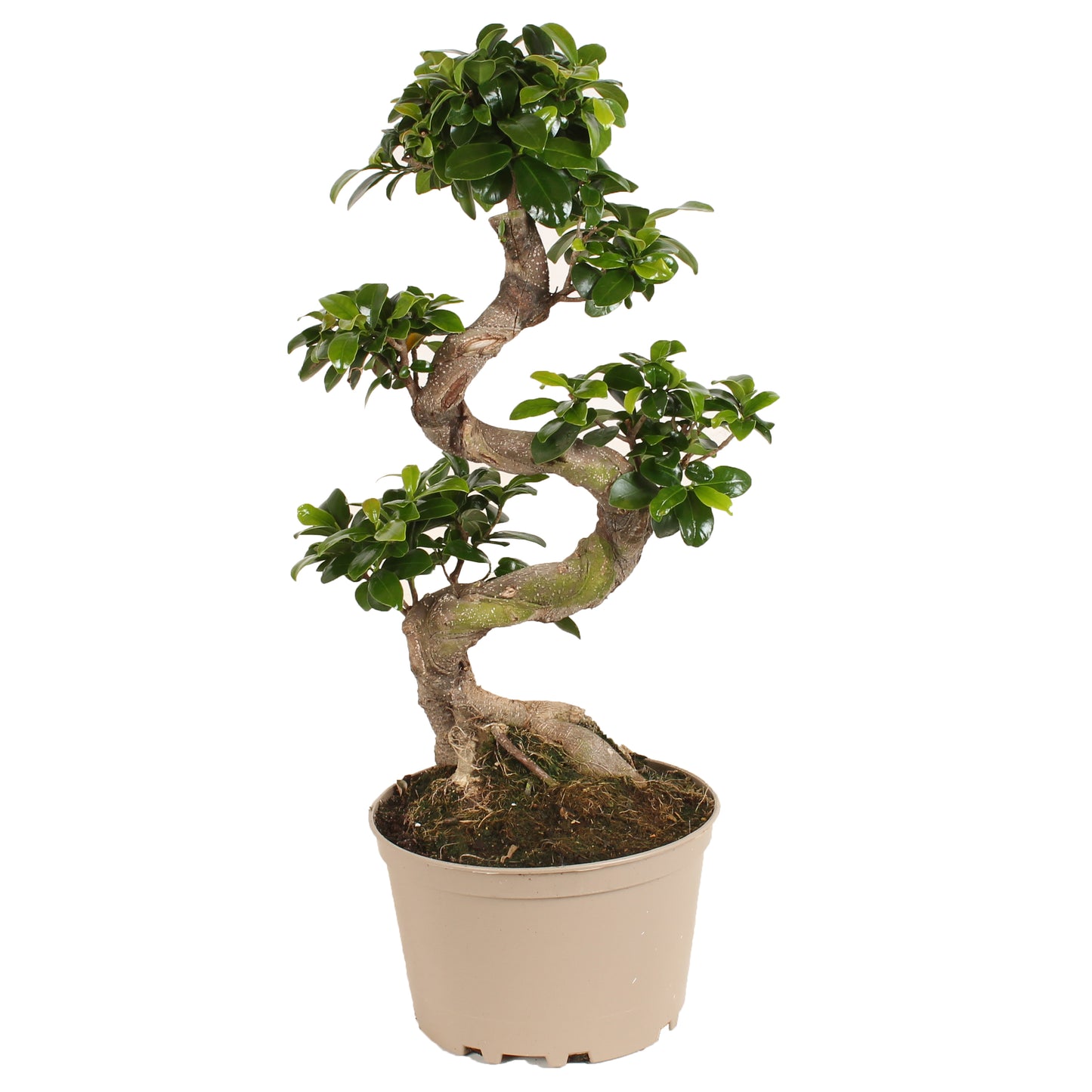 Bonsaï - Ficus microcarpa 'ginseng' - Hauteur 60-70cm - ⌀22cm