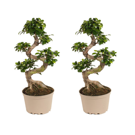 Bonsaï - Set de 2 - Ficus microcarpa 'ginseng' - Hauteur 60-70cm - ⌀22cm