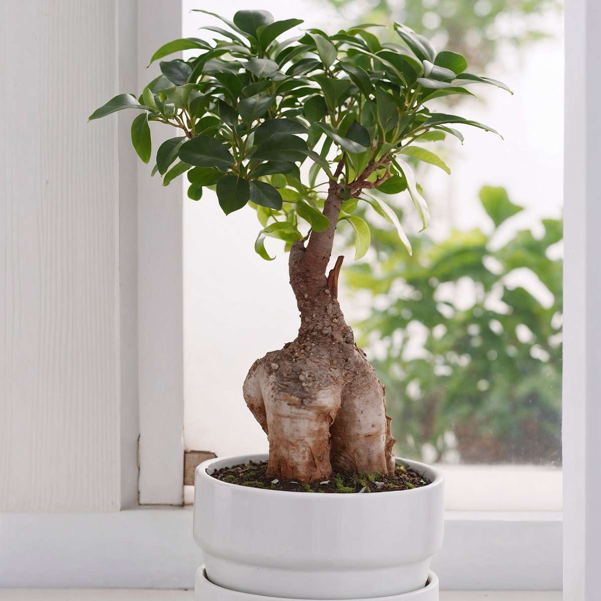 Bonsaï - Set de 2 - Ficus microcarpa - Hauteur 35-40cm - ⌀15cm - TD Plantz