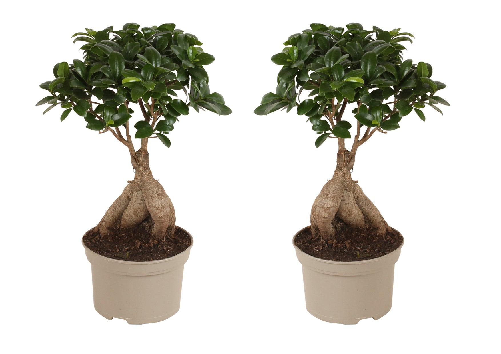 Bonsaï - Set de 2 - Ficus microcarpa - Hauteur 35-40cm - ⌀15cm - TD Plantz