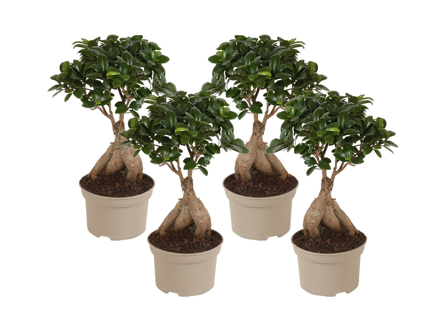 Bonsaï - Set de 4 - Ficus microcarpa - Hauteur 35-40cm - ⌀15cm