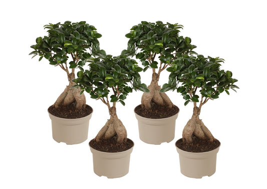 Bonsaï - Set de 4 - Ficus microcarpa - Hauteur 35-40cm - ⌀15cm