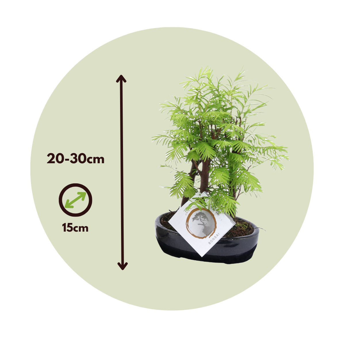 Bonsaï - Bonsai 'Metasequoia Forest' - Hauteur 20-30cm - ⌀15cm