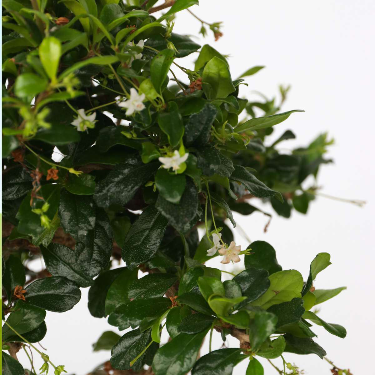 Bonsaï - Carmona microphylla - Hauteur 20-30cm - ⌀15cm