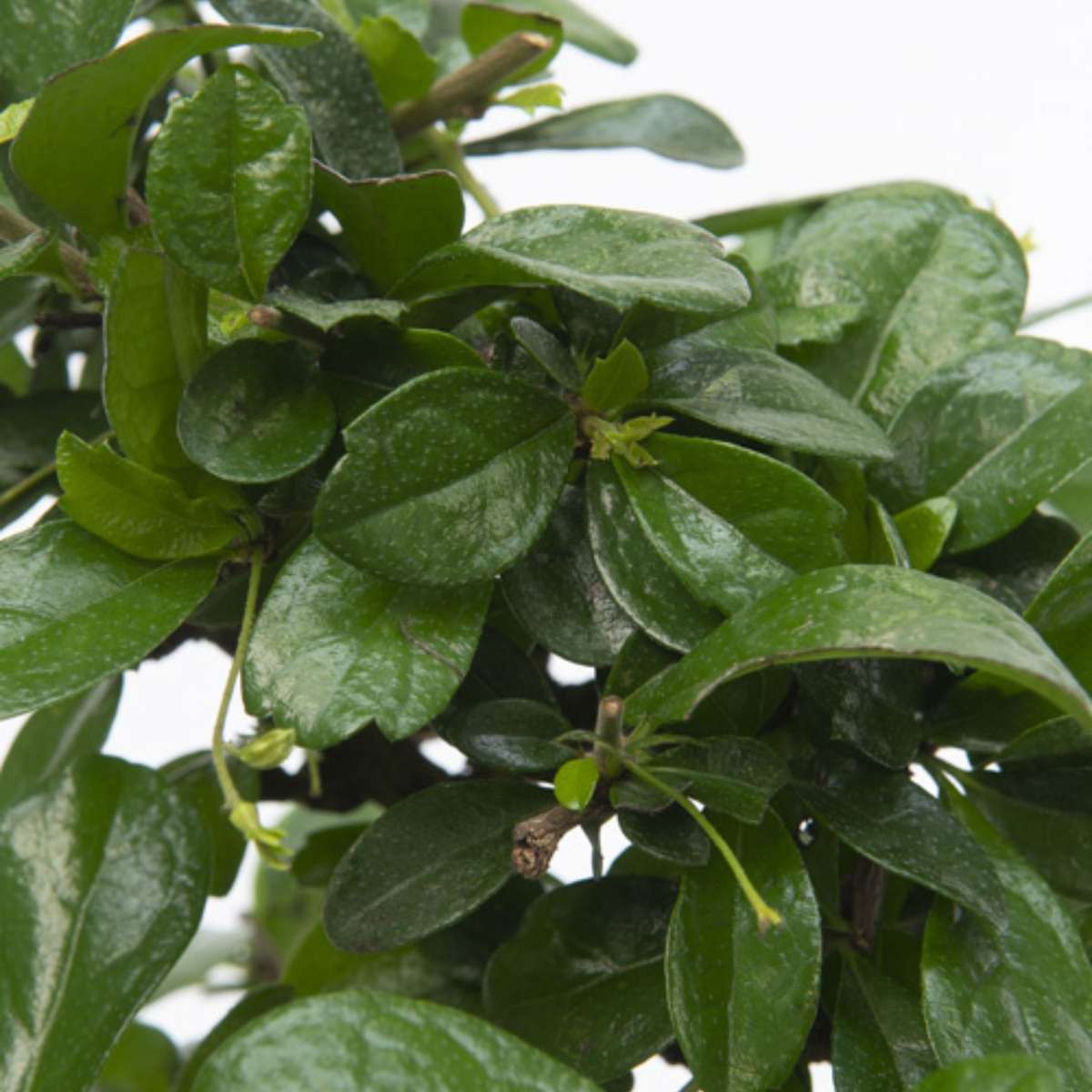 Bonsaï - Carmona microphylla - Hauteur 20-30cm - ⌀15cm