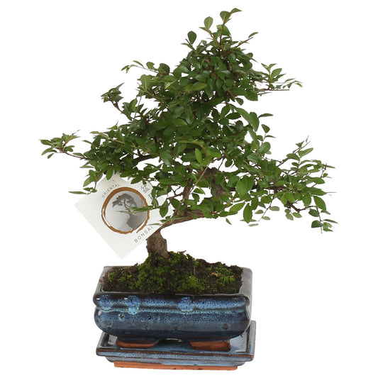 Bonsaï - Zelkova serrata - Hauteur 20-25cm - ⌀15cm - TD Plantz