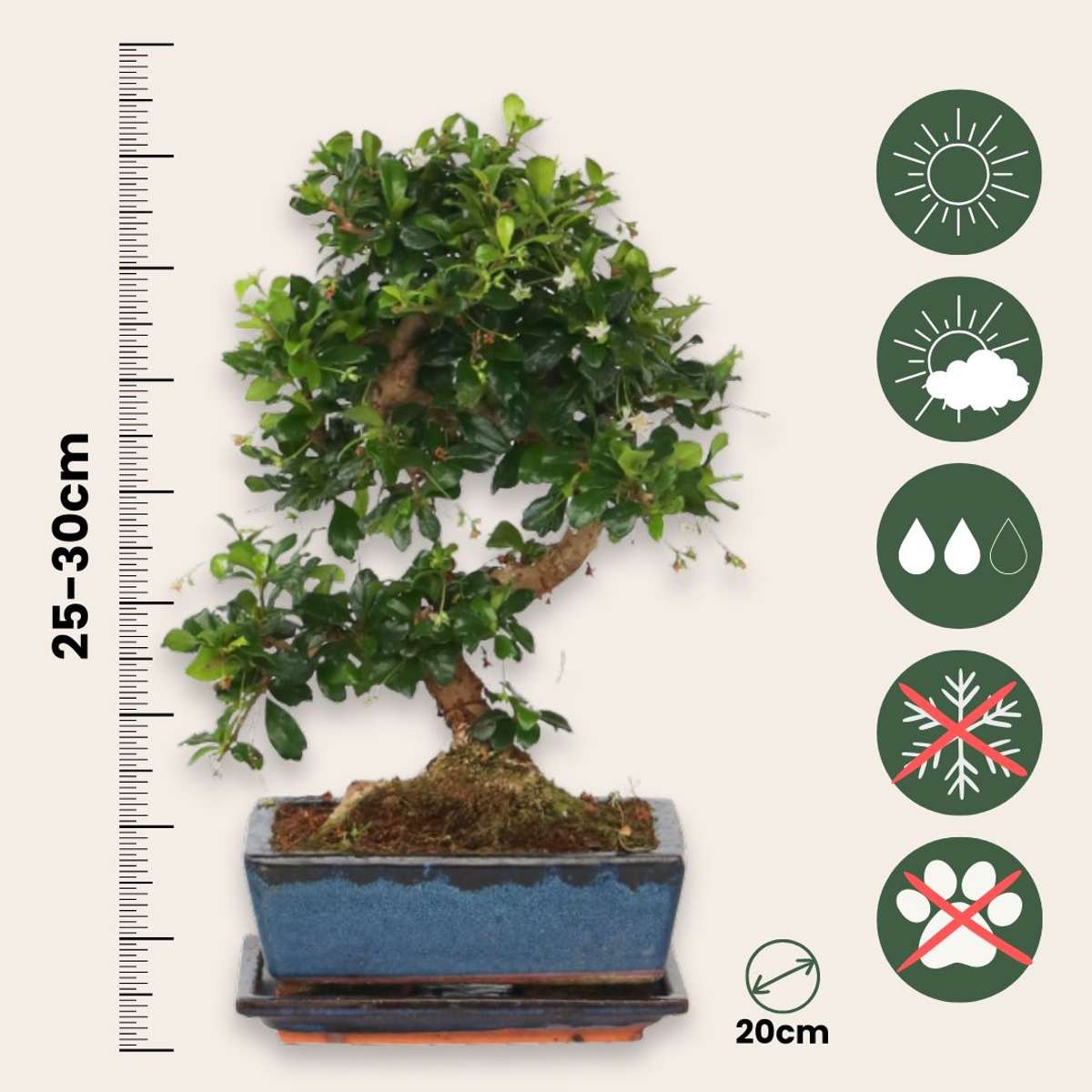 Bonsaï - Carmona microphylla - Hauteur 25-30cm - ⌀20cm