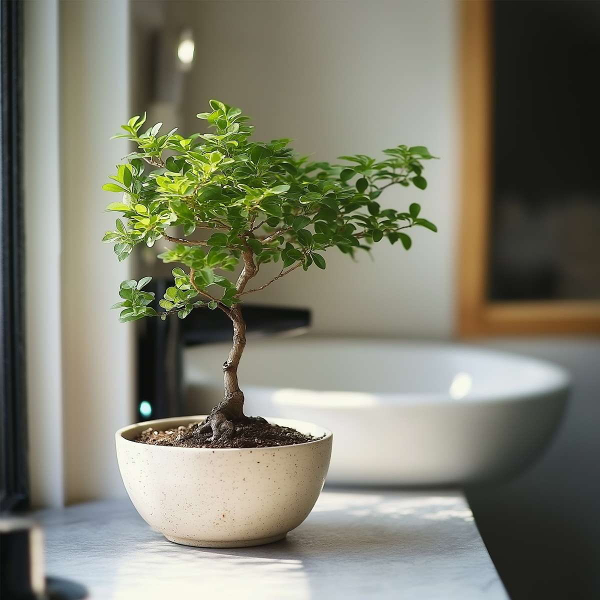 Bonsaï - Zelkova serrata - Hauteur 25-35cm - ⌀20cm - TD Plantz